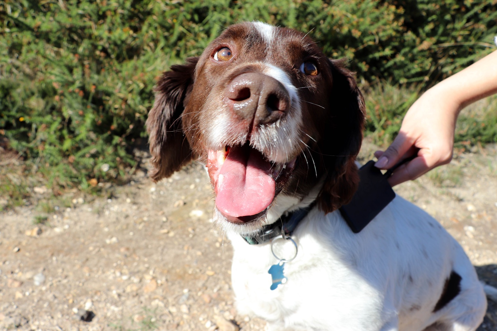 Happy dog being scanned with PetScanner