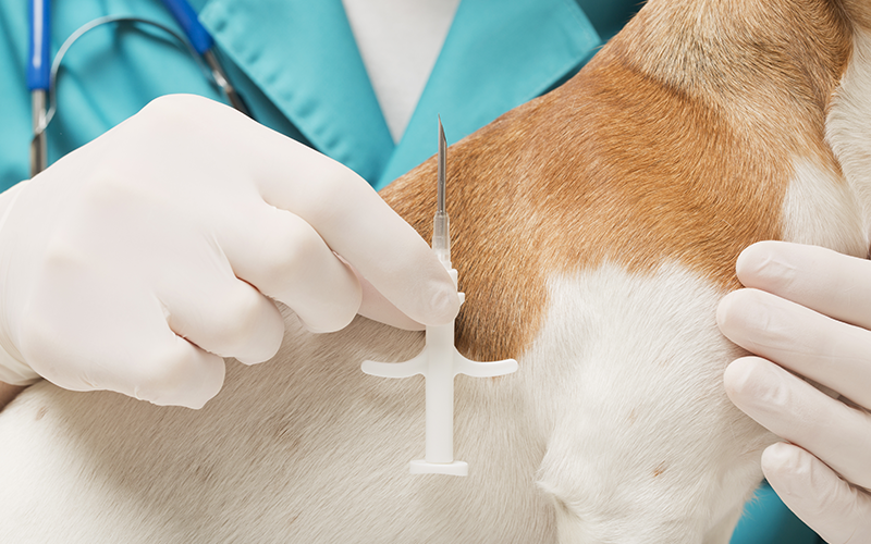 Microchipping our pets: how it works and what can be improved