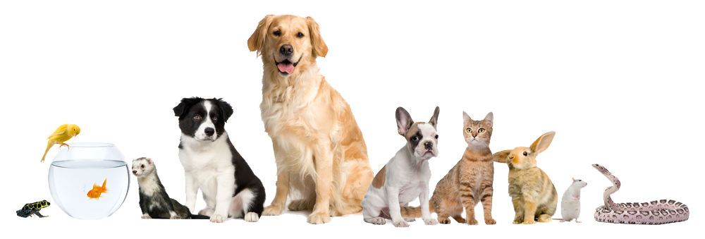 Pets in a row