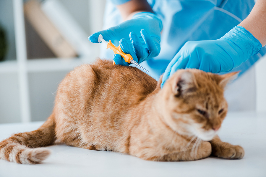 What Is Stored In a Pet’s Microchip?