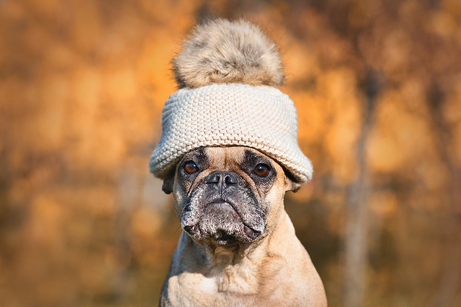 5 Pet Safety Tips For Winter