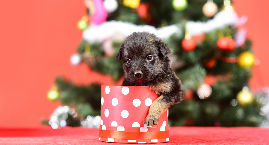 Should You Get A Pet For Christmas
